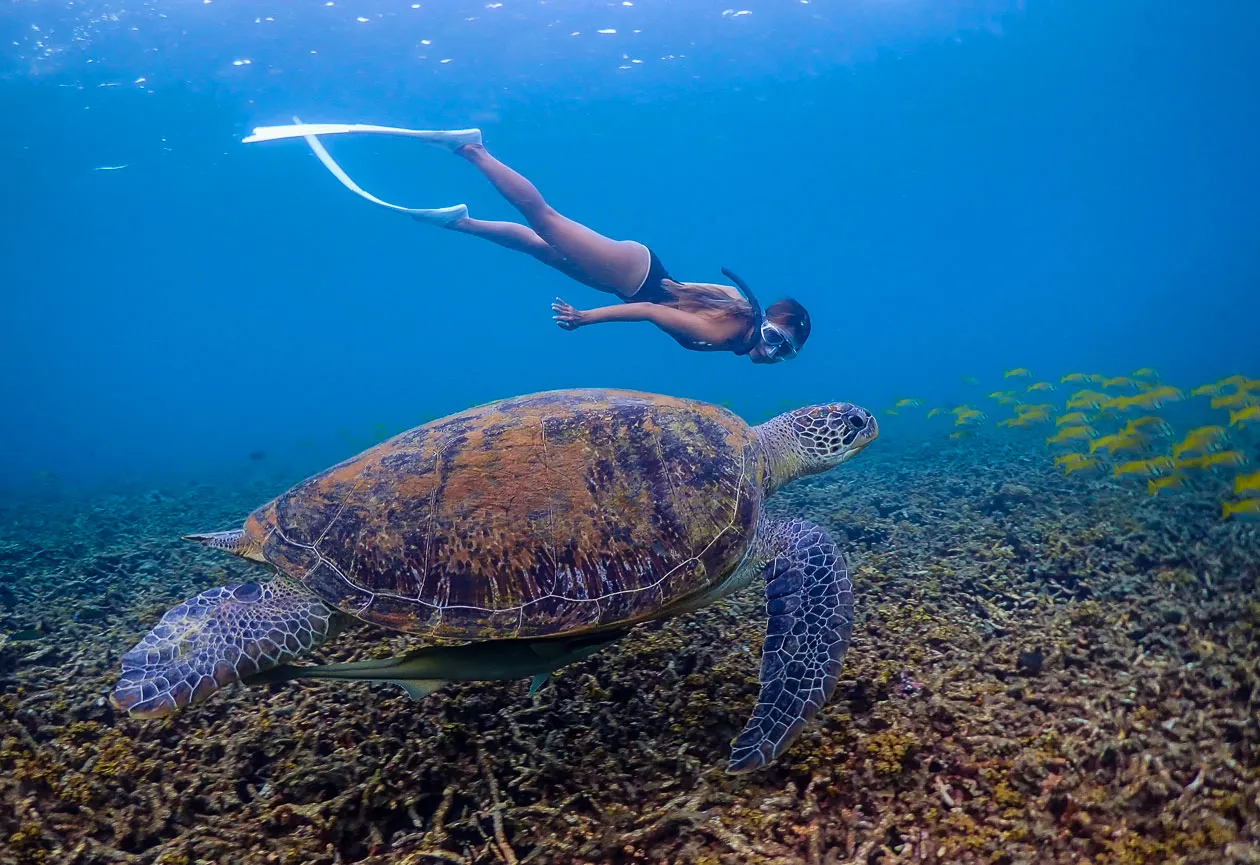 Mengenal Kehidupan Laut Thailand Snorkeling dan Diving di Kepulauan Surga